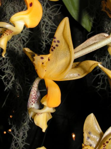 Stanhopea occulata